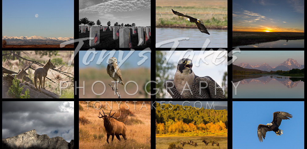 Purchase Prints, Posters and Greeting Cards