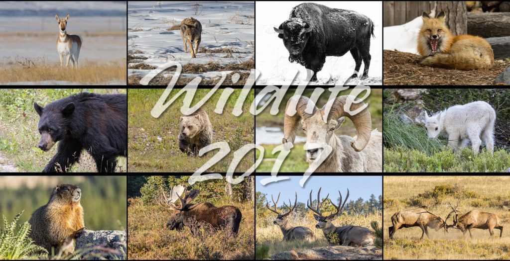 Wildlife 2017 Calendar