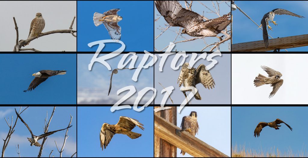 Raptors 2017 Calendar