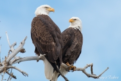 Bald Eagle lovebirds