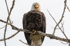 Bald Eagle with attitude