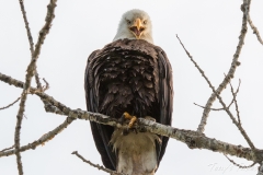 Bald Eagle with attitude Bald Eagle with attitude