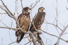 Young Bald Eagles keeping watch Young Bald Eagles keeping watch