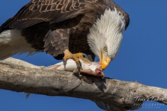 Bald Eagle enjoys breakfast Bald Eagle enjoys breakfast