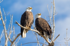 Bald Eagle pair in the morning light Bald Eagle pair in the morning light
