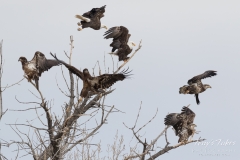 Bald Eagles leap into flight Bald Eagles leap into flight