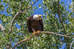Bald Eagle makes some noisy Bald Eagle makes some noisy
