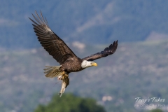Bald Eagle with its morning catch Bald Eagle with its morning catch