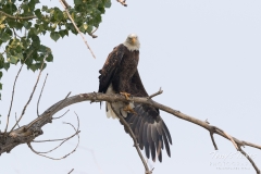 Stretching Bald Eagle