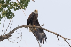Stretching Bald Eagle Stretching Bald Eagle