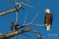 Squirrel gets brave with a Bald Eagle Squirrel gets brave with a Bald Eagle