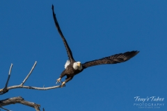 Bald Eagle leaps into action Bald Eagle leaps into action