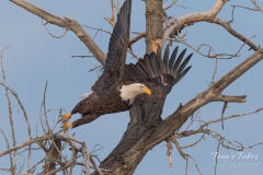 Bald Eagle launch Bald Eagle launch