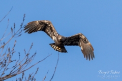 Juvenile Bald Eagle head on Juvenile Bald Eagle head on