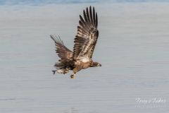 Juvenile Bald Eagle with its meal