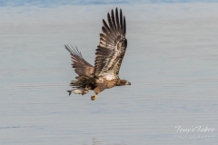 Juvenile Bald Eagle with its meal Juvenile Bald Eagle with its meal