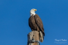 Regal Bald Eagle Regal Bald Eagle