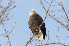 Bald Eagle looking down Bald Eagle looking down