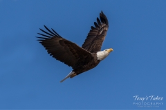 Bald Eagle climbs to its nest Bald Eagle climbs to its nest