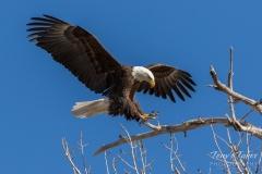 Bald Eagle nails the landing Bald Eagle nails the landing