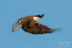 Bald Eagle flight Bald Eagle flight