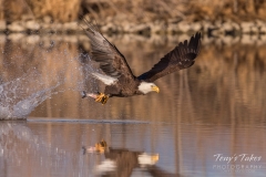 Bald Eagle snags a meal Bald Eagle snags a meal