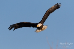 Bald Eagle on patrol