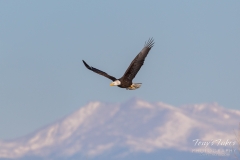 Bald Eagle and the Rocky Mountains Bald Eagle and the Rocky Mountains