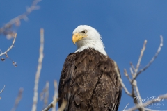 Bald Eagle portrait Bald Eagle portrait