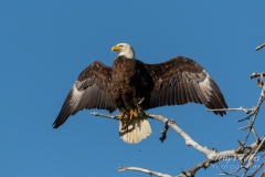 Bald Eagle showcases its wingspan