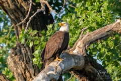 Bald Eagle in the morning sun Bald Eagle in the morning sun
