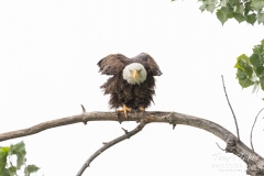 Bald Eagle looks grumpy Bald Eagle looks grumpy