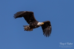 Bald Eagle in flight Bald Eagle in flight
