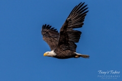 Bald Eagle with wings high Bald Eagle with wings high