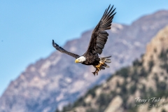 High country Bald Eagle with breakfast