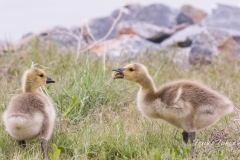Goslings have a squabble