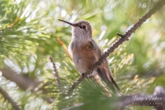 Backlit Hummingbird