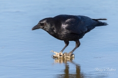Crow nabs a bone