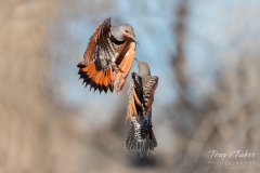 Flicker fight