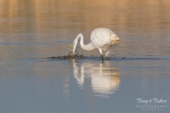 Great Egret goes bobbing for fish