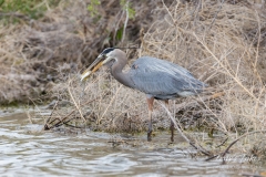 Great Blue Heron with a great catch