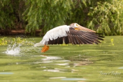 American White Pelican takes flight