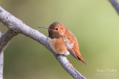 Puffed up Hummingbird