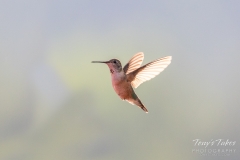 Hummingbird frozen in flight