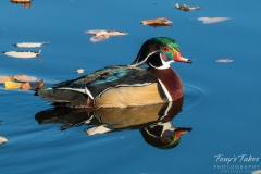 Wood Duck reflections