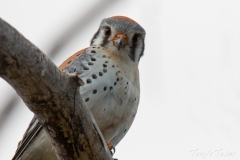 Curious American Kestrel Curious American Kestrel