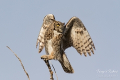 Great Horned Owl leaps into action Great Horned Owl leaps into action