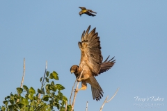 Kingbird vs Swainson's Hawk Kingbird vs Swainson's Hawk