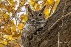 Great Horned Owl and the colors of fall Great Horned Owl and the colors of fall