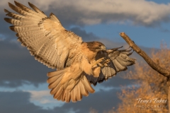 Red Tailed Hawk prepares to land